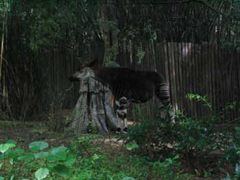 4animal_HalfNHalf