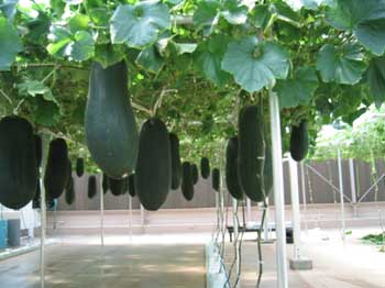 4epcot_PodPeopleVeggies