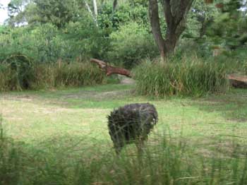 5animal_Ostrich