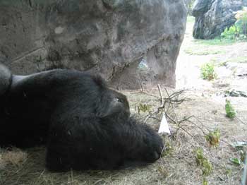 5animal_Silverback