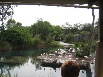 5animal_safariBirds