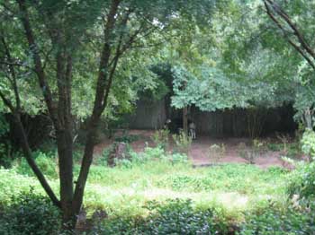 5animal_safariConfusedHorse