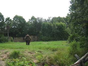 5animal_safariElephant2