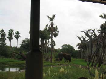 5animal_safariElephants