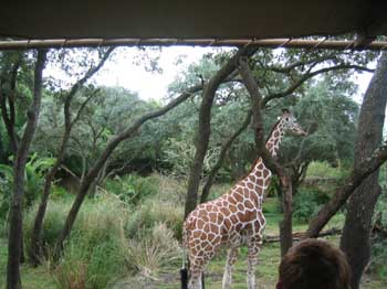5animal_safariGiraffe