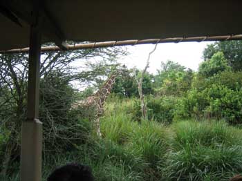 5animal_safariGiraffe2