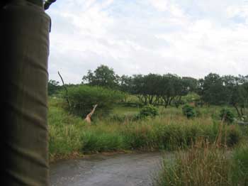 5animal_safariGiraffe3