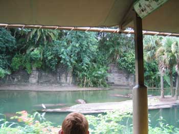 5animal_safariHippos