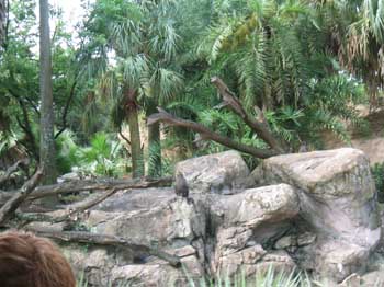 5animal_safariMonkeyButt
