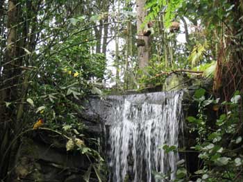 5animal_waterfallWBirds