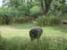 5animal_Ostrich