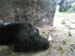 5animal_Silverback