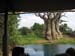5animal_safariBigTree