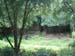 5animal_safariConfusedHorse