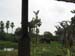 5animal_safariElephants