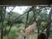 5animal_safariGiraffe