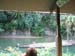 5animal_safariHippos