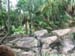 5animal_safariMonkeyButt
