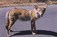 Coyote