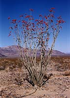 Ocotillo