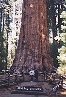 General Sherman Tree