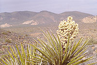 Yucca Blossom