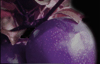 Welcome to ThePoisonApples.com!