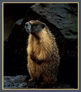 marmot image
