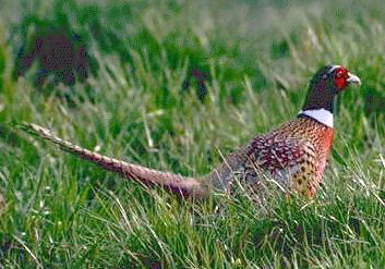 Dinner (or Pheasant for non-hunters [g])