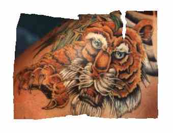 tiger tattoo/right shoulder