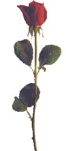 Single Rose