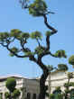 thaipalace tree.jpg (28052 bytes)
