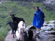 aaron goats.jpg (37338 bytes)
