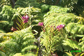 2003 Maui vacation 027