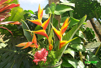 2003 Maui vacation 041