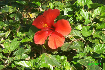 2003 Maui vacation 045