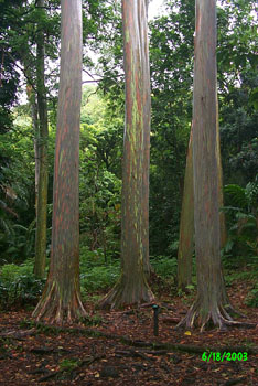 2003 Maui vacation 106