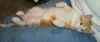 wh_lap.jpg (96608 bytes)