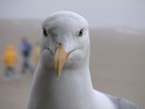 DSC00258 (683x512, 53.0 kilobytes)