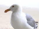 DSC00261 (683x512, 46.5 kilobytes)