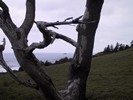 IMG_2154 (683x512, 76.2 kilobytes)