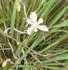 lilly 1 web.jpg (35513 bytes)